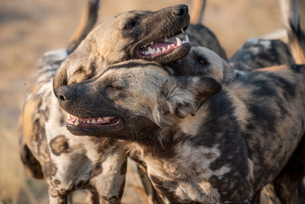 Learning connection through disconnection